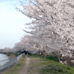 小櫃堰公園（桜の名所）